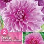 Primo piano di una Dahlia rosa 'Lavender Perfection'. Fiore estivo per aiuole e vasi.