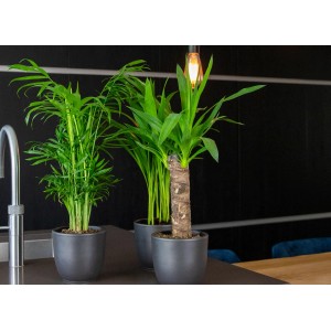 GROW by OBI Palma di Giglio (Yucca Elephantipes) in vaso, palma da interno con tronco e foglie verdi.