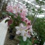 Weigelia (t.b.t.) in fiore con fiori rosa e bianchi in dettaglio.