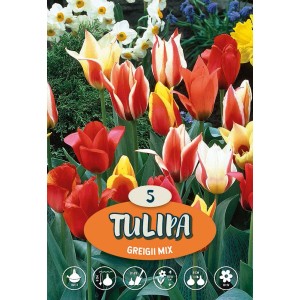 Mix di tulipani Greigii multicolore per aiuole e vasi.