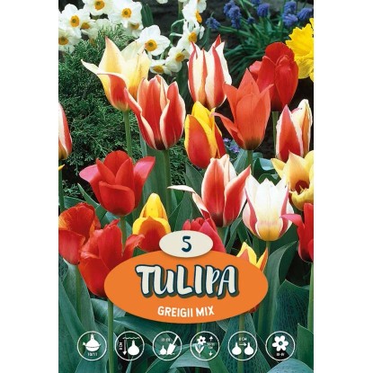 Tulipano Greigii Misto