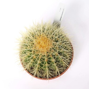 Echinocactus grusonii Cactus vaso Ø 17 cm