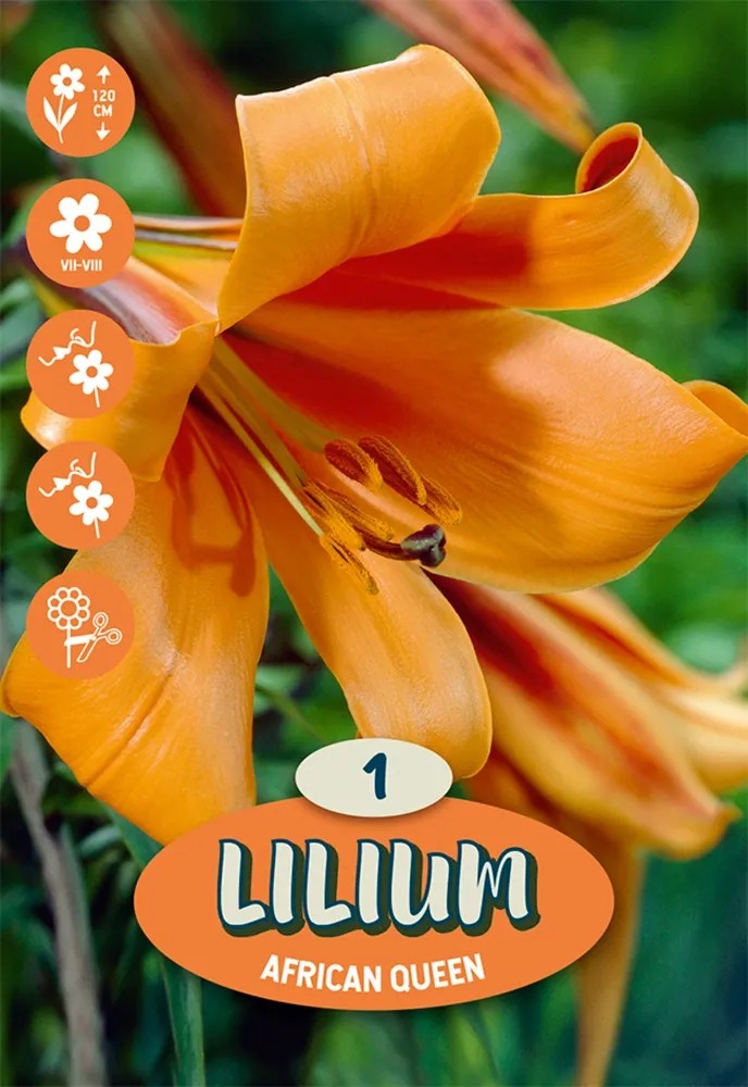 Bulbi Da Fiore Primaverili - Mix Di 50 Pezzi Con Crocus, Muscari, Anemone E Iris, Qualità Olandese, Per Giardino E Balcone