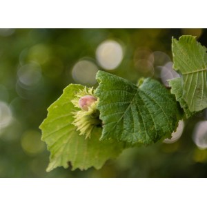 Primo piano di una giovane nocciola su un albero di nocciole con foglie verdi.