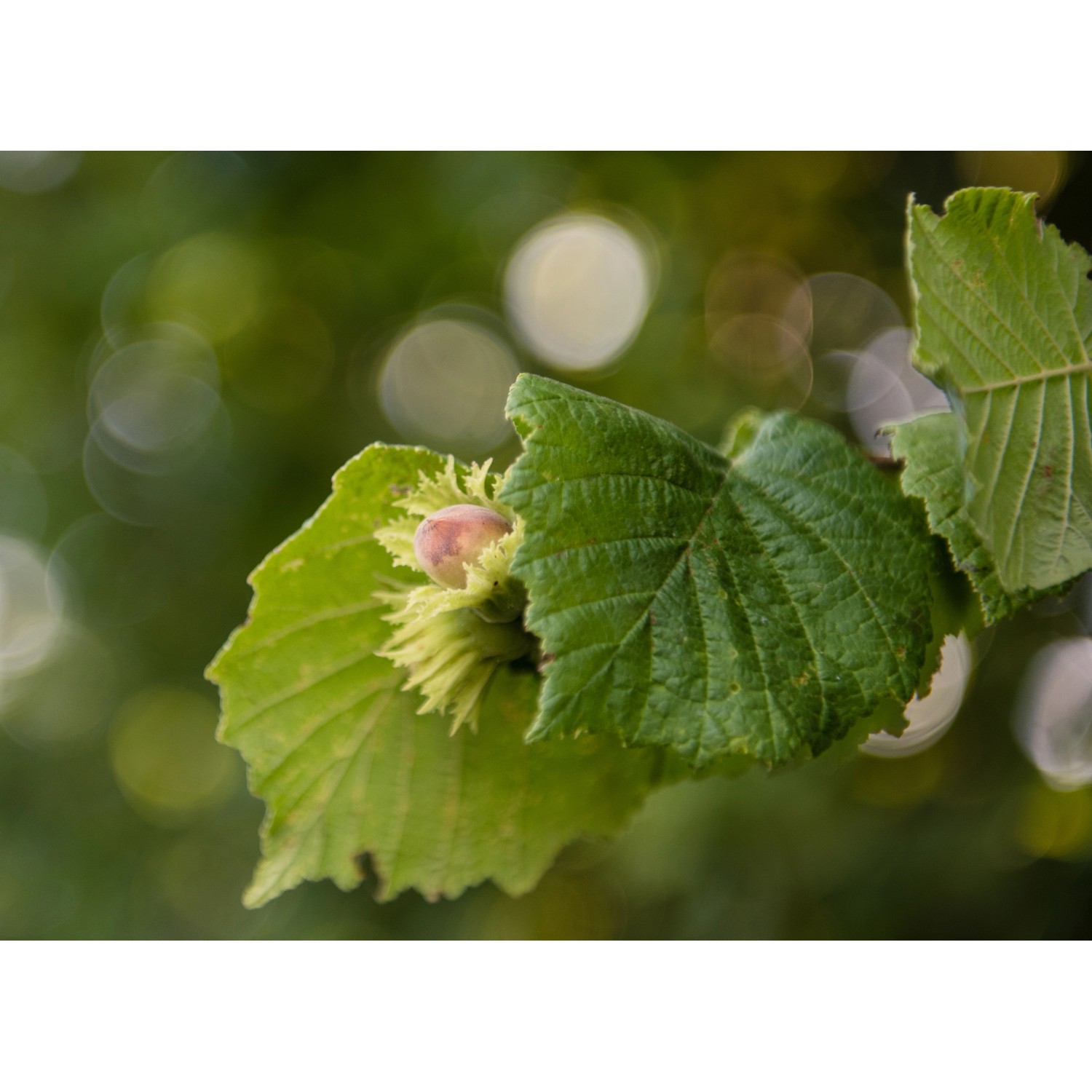 Albero Da Frutto Nocciolo `Tonda Gentile Delle Langhe` Vaso 6 L - Foto 13