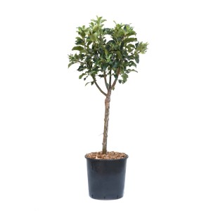 Albero di Meli in vaso, foglie verdi, vaso nero.