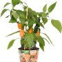 Peperoncino snack 'Pick & Joy' in vaso, con frutti verdi e arancioni. Ideale per balconi e terrazzi.