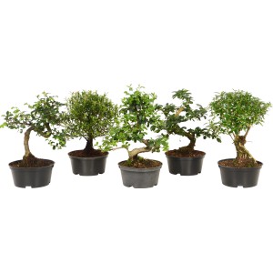 Diverse varietà di bonsai in vaso (circa 14 cm Ø) come bonsai da interno.