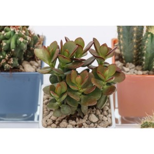 Succulenta t.b.t. in vaso, foglie verdi con bordo rosso.