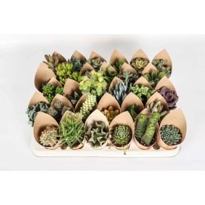 Molti piccoli cactus e piante grasse in involucri di carta su un vassoio.