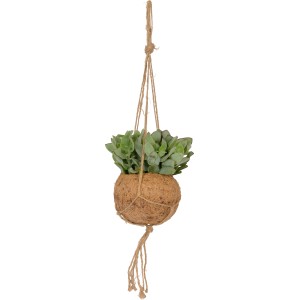 Pianta fiorita Kokedama Mix sospesa in sfera di muschio con cordino.