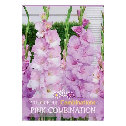 Semi Gladioli mix rosa H 100 cm