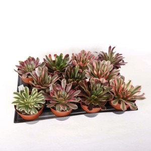 Aeonium piante succulente vaso Ø 12 cm