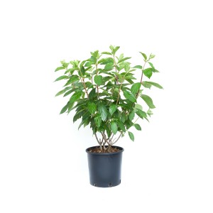 Hydrangea paniculata `Pinky Winky` - Ortensia paniculata