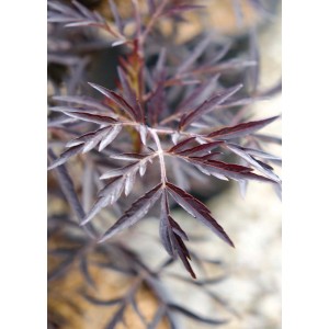 Primo piano delle foglie rosso scuro di una pianta perenne t.b.t.