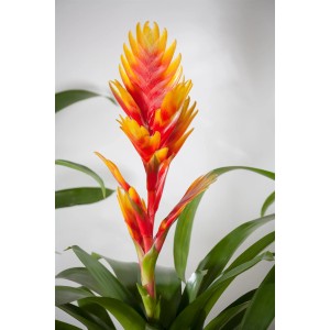 Vriesea Intenso arancione in vaso, una pianta fiorita esotica di GROW by OBI.