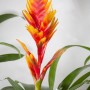 Vriesea Intenso arancione in vaso, una pianta fiorita esotica di GROW by OBI.