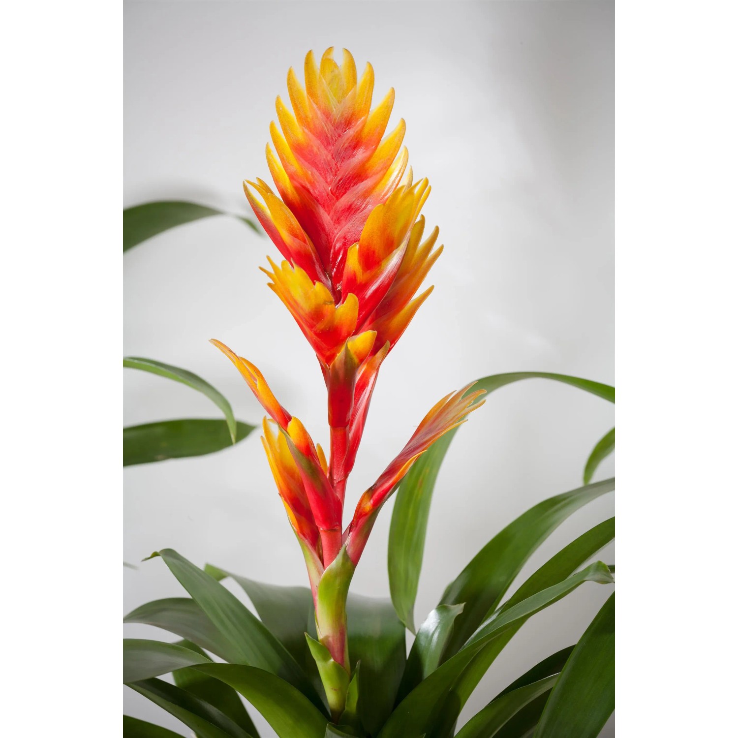 Vriesea Intenso arancione in vaso, una pianta fiorita esotica di GROW by OBI.