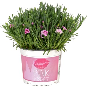 Garofano Pink Kisses in vaso, fiori rosa, foglie verdi. Pianta da balcone per posizione soleggiata.