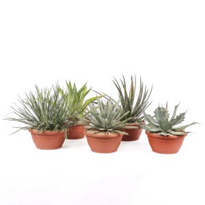 Agave Mix piante grasse vaso Ø 20 cm