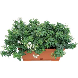 t.b.t. Pianta in vaso con fiori bianchi e foglie verdi in fioriera di terracotta.