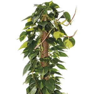 Dettaglio di un tutore per piante con foglie rampicanti verde-gialle.