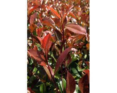15 Semi Di Photinia Red Robin - Pianta Sempreverde Per Siepi E Giardino, Crescita Fino A 15 Metri - Foto 11