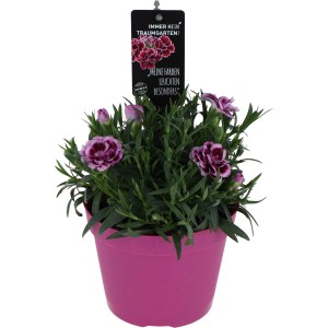 Garofano dei poeti OBI Doublelicious Maria in vaso rosa, fiori rosa-viola.