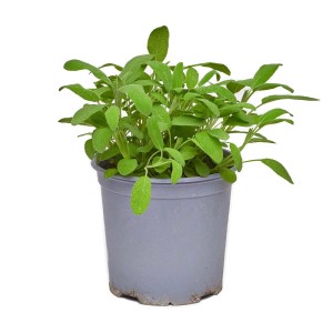 Salvia (t.b.t.) in vaso, pianta aromatica per cucina e giardino.