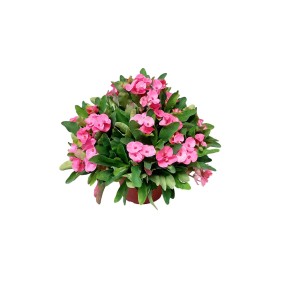 Euphorbia Charlotte pianta rifiorente con fiori rosa grandi vaso Ø 22 cm