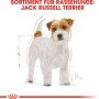 Royal Canin Jack Russell Terrier Adult cibo secco, 1,5 kg. Illustrazione di un Jack Russell Terrier.