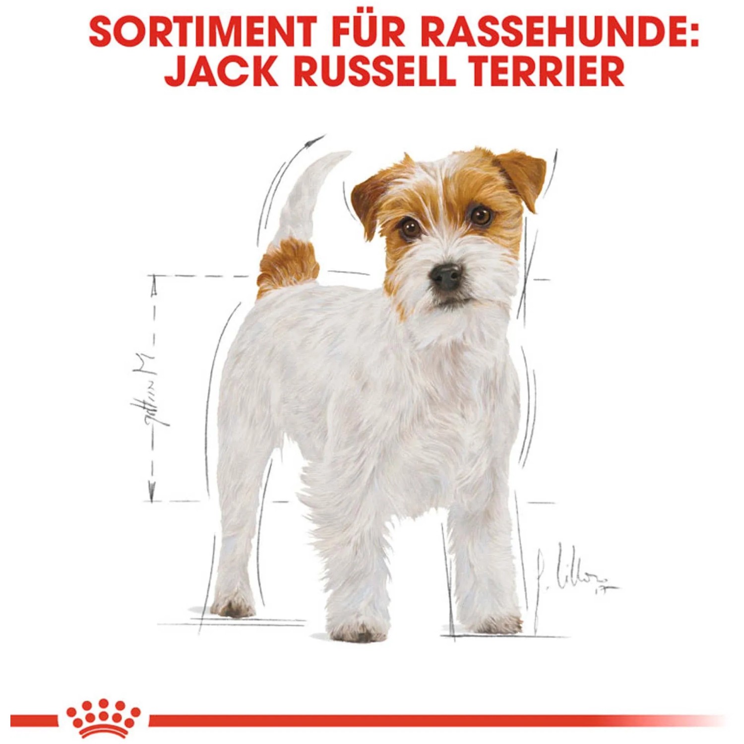 Royal Canin Jack Russell Terrier Adult cibo secco, 1,5 kg. Illustrazione di un Jack Russell Terrier.