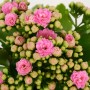 Calancola Rosalina Rosa in vaso, Kalanchoe con fiori doppi rosa.