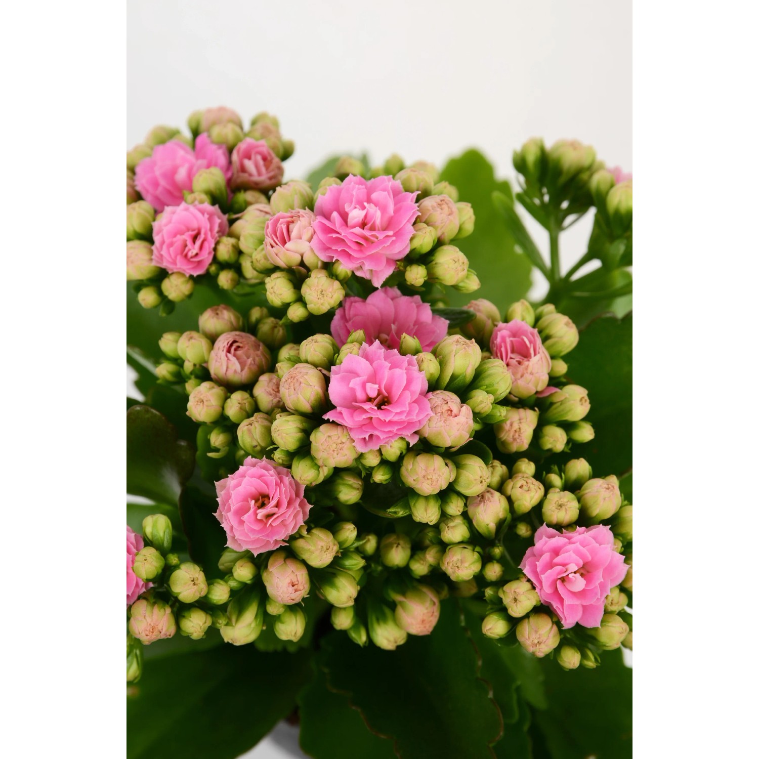 Calancola Rosalina Rosa in vaso, Kalanchoe con fiori doppi rosa.