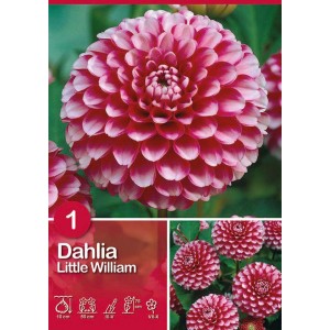 Dalia Pompon Little William, fiore rosso e bianco, ideale per aiuole e bordure.