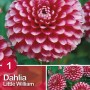 Dalia Pompon Little William, fiore rosso e bianco, ideale per aiuole e bordure.