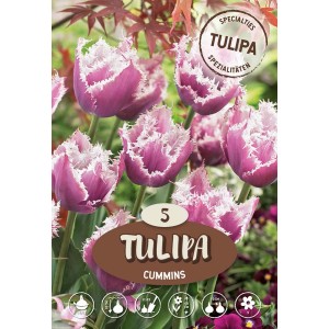 Tulipano Crispa Cummins: Tulipani multicolore con bordi bianchi frastagliati. Resistente al freddo e ideale da recidere.