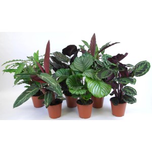 Diverse piante di Calathea in vaso, piante da interno con motivi fogliari sorprendenti.