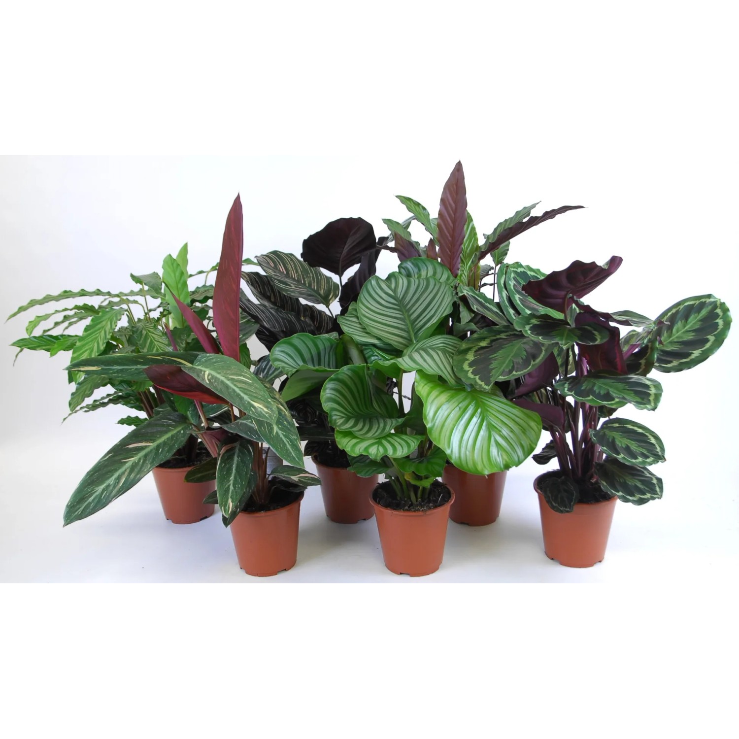 giant dracena 7-10FT Dracaena 'Arborea' Multiple Stalks main image 1