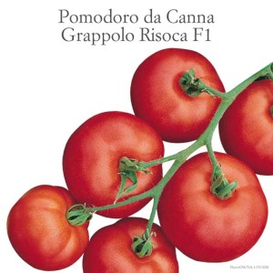 Pomodori da grappolo rossi freschi della varietà 'Grappolo Risoca F1'.