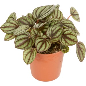 Diverse piante grasse della collezione Eden in vaso marrone, Ø vaso circa 5,5 cm.