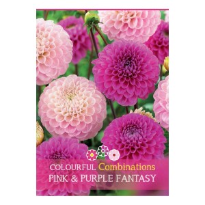 Mix di dalie rosa e viola: fiori estivi per aiuole e bordure.