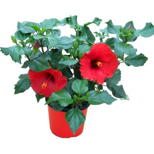 Ibisco in vaso rosso come pianta da balcone e terrazza.