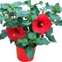 Ibisco in vaso rosso come pianta da balcone e terrazza.