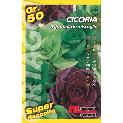 Semi orto big Cicoria grumolo miscuglio 50 g