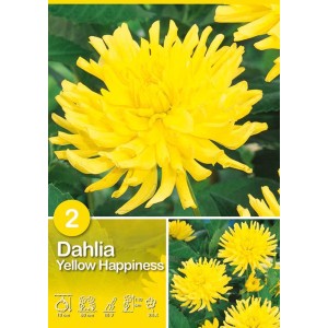 Dalia gialla 'Yellow Happiness', dalia cactus, fioritura estiva per aiuole e bordure.