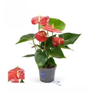 Anthurium Karma Rosso Vaso 12 cm