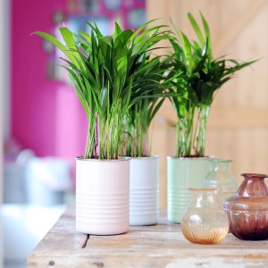 Palma Areca in vaso (Ø 12cm) di GROW by OBI. Palma da interno con foglie verdi in vasi colorati.