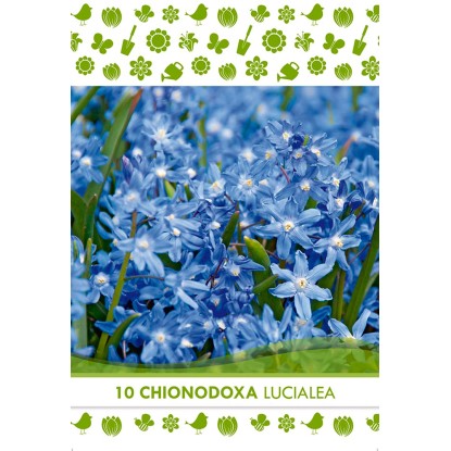 Bulbi fiori Chionodoxa Lucialea 10 pz