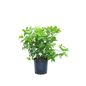 Ortensia verde in vaso per giardino e balcone.